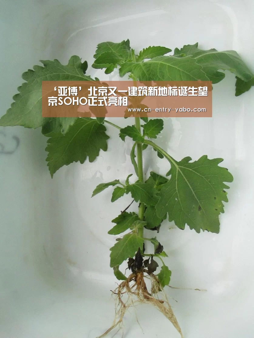 ‘亚博’北京又一建筑新地标诞生望京SOHO正式亮相(图3) 亚博